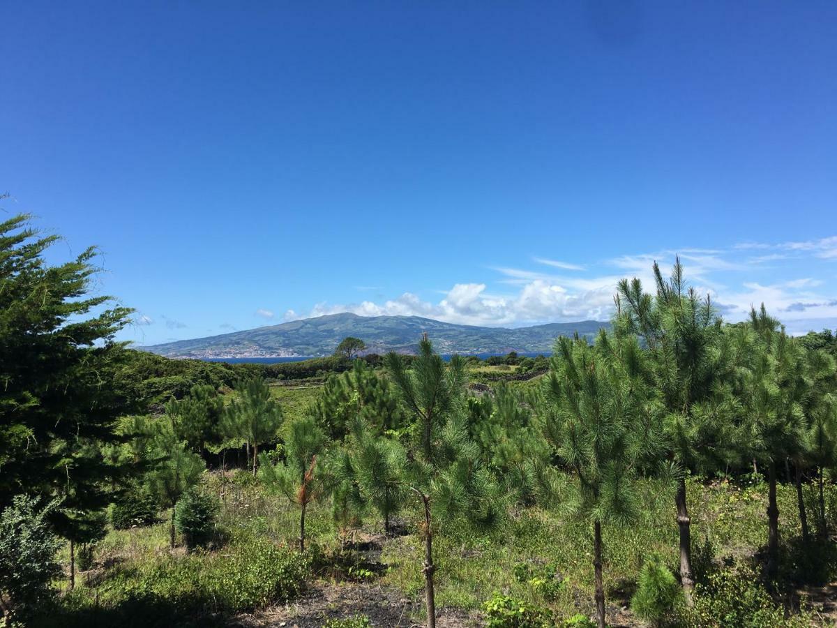 Home Pico - Casa Dos Cedros Criacao Velha Bagian luar foto